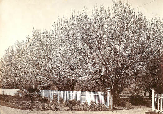 Fruit trees