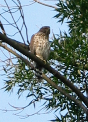 One of the Ginkgo Glen hawks